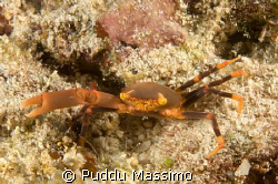 orange crab,manado nikon d2x 60mm macro by Puddu Massimo 